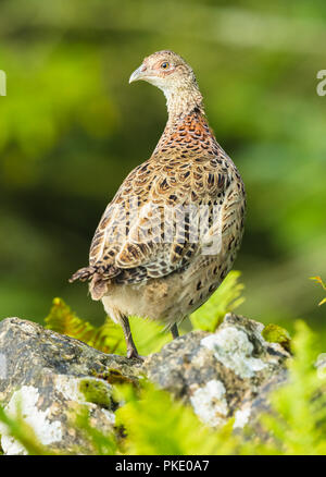 Fasan, jung, weiblich, Henne, gemeinsame oder Ring-necked Pheasant stand auf trockenmauern Wand und nach links. Wissenschaftlicher Name: Phasianus colchicus. Porträt Stockfoto