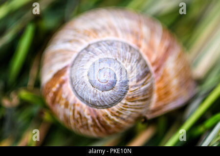 Snail Gehäuse im Gras Stockfoto