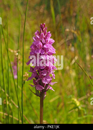 Flowerspike Breitblättriger Marsh orchid (Dactylorhiza Majalis) westliche Marsh Orchidee, in Blumenwiesen in der Ariege Pyrenäen, Frankreich Stockfoto