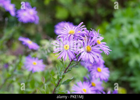 Blumen Aster frikartii 'Monch'. Stockfoto