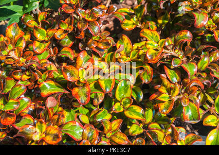 Coprosma Tequila Sunrise. Bunte Blätter und ideal für einen Steingarten oder Strauch Grenze. Stockfoto