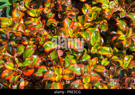 Coprosma Tequila Sunrise. Bunte Blätter und ideal für einen Steingarten oder Strauch Grenze. Stockfoto