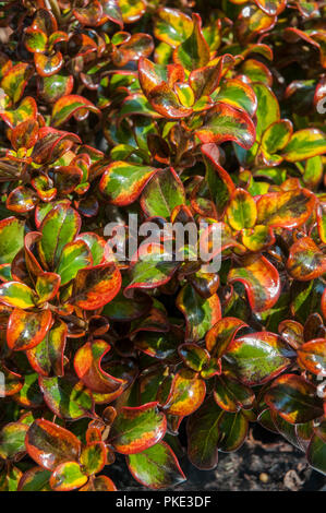 Coprosma Tequila Sunrise. Bunte Blätter und ideal für einen Steingarten oder Strauch Grenze. Stockfoto