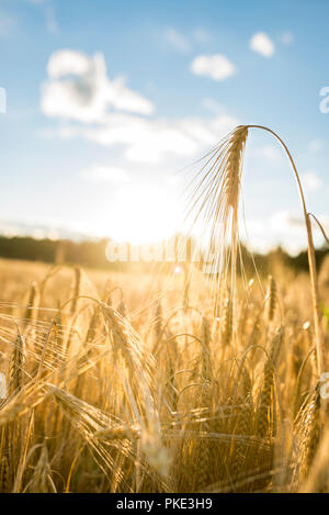 Textuelle Nahaufnahme Low Angle View goldene Ähre in einem landwirtschaftlich genutzten Gebiet von Sun unter blauen Himmel und Wolken beleuchtet. Stockfoto