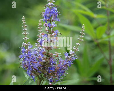 Flora und Fauna auf einem See-OL 7105710 Stockfoto