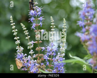 Flora und Fauna auf einem See-OL 7105710 Stockfoto