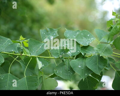 Flora und Fauna auf einem See-OL 7105710 Stockfoto