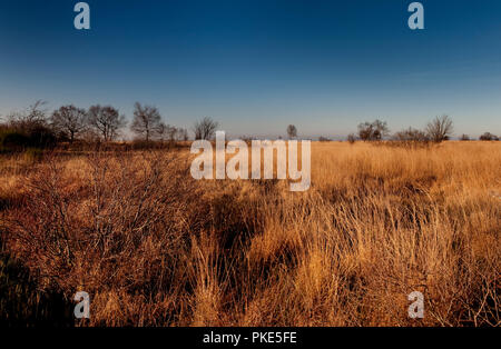 Herbst Impressionen von der breiten Plateau des Hohen Venns um Weismes und dem Signal de Botrange, dem größten Naturschutzgebiet in Belgien (Belgien, 15. Stockfoto