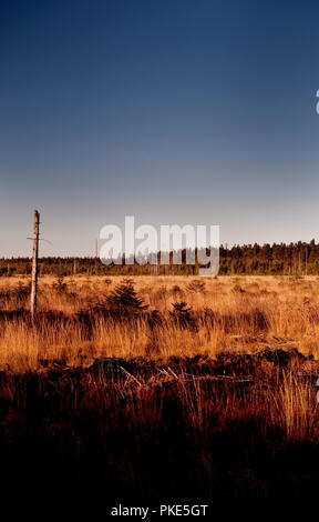 Herbst Impressionen von der breiten Plateau des Hohen Venns um Weismes und dem Signal de Botrange, dem größten Naturschutzgebiet in Belgien (Belgien, 15. Stockfoto