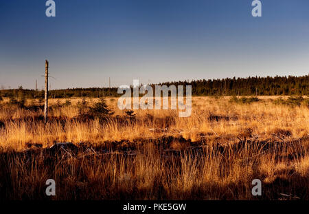 Herbst Impressionen von der breiten Plateau des Hohen Venns um Weismes und dem Signal de Botrange, dem größten Naturschutzgebiet in Belgien (Belgien, 15. Stockfoto