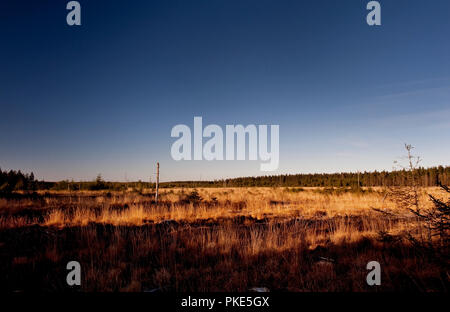 Herbst Impressionen von der breiten Plateau des Hohen Venns um Weismes und dem Signal de Botrange, dem größten Naturschutzgebiet in Belgien (Belgien, 15. Stockfoto