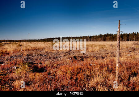 Herbst Impressionen von der breiten Plateau des Hohen Venns um Weismes und dem Signal de Botrange, dem größten Naturschutzgebiet in Belgien (Belgien, 15. Stockfoto