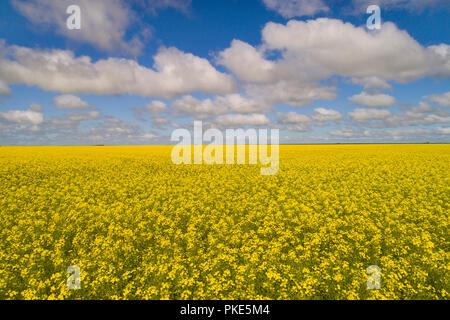 Rapsfeld, Mittelwesten, Western Australia Stockfoto