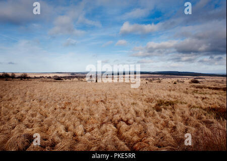 Impressionen von der breiten Plateau des Hohen Venns um Weismes und dem Signal de Botrange, dem größten Naturschutzgebiet in Belgien (Belgien, 23/02/201 Stockfoto