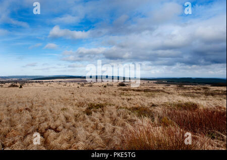 Impressionen von der breiten Plateau des Hohen Venns um Weismes und dem Signal de Botrange, dem größten Naturschutzgebiet in Belgien (Belgien, 23/02/201 Stockfoto