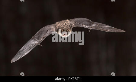 Männliche Natterer von bat (Myotis nattereri) im Flug auf Kirche Dachgeschoss mit auffälligen weißen Bauch, auf grauem Hintergrund Stockfoto