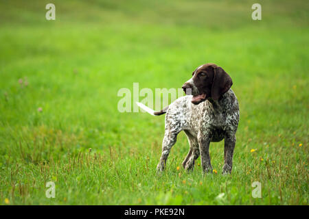 Deutsch Kurzhaar Pointer, kurtshaar Eine braun gefleckten Welpen zu Fuß auf dem grünen Rasen am Abend, den Hund auf der rechten Seite befindet. Stockfoto