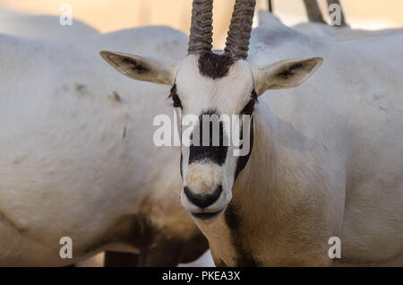 Eine Herde von arabischen Oryx, Oryx Leucoryx, im natürlichen Lebensraum Stockfoto