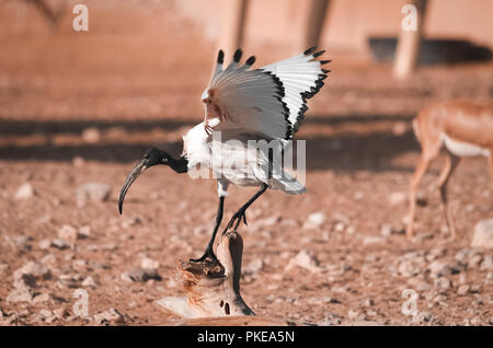 Australian white Ibis thront in einem Protokoll von einem Flug Stockfoto