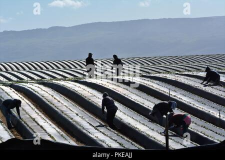 Arbeitnehmer in Kunststoff abgedeckt Strawberry Fields in Santa Maria Valley Stockfoto