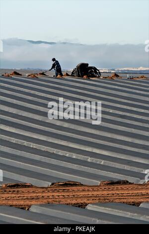 Arbeitnehmer in Kunststoff abgedeckt Strawberry Fields in Santa Maria Valley Stockfoto