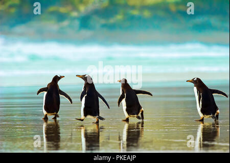 Eselspinguine (Pygoscelis papua) Wandern auf dem nassen Sand, der Hals; Saunder's Island, Falkland Inseln Stockfoto