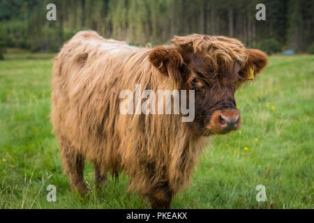 Scottish Highland rind kalb, Ben Nevis, Scottish Highlands, Schottland, UK Stockfoto