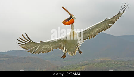 Krauskopfpelikan (Pelecanus crispus) fliegen mit dem Mund öffnen, See Kerkini ; Griechenland Stockfoto