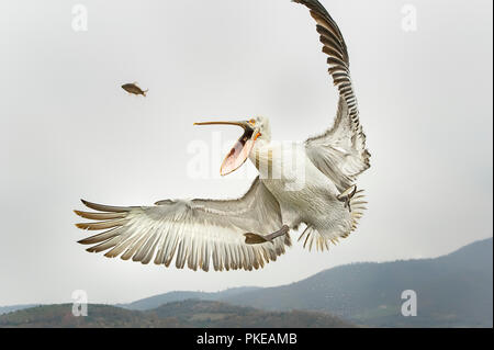 Krauskopfpelikan (Pelecanus crispus) fängt einen Fisch im Mund der Luft, See Kerkini ; Griechenland Stockfoto