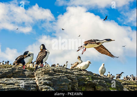 Imperial Shag (Leucocarbo atriceps) und eine Vielzahl von anderen Vögeln; Trostloser, Island, Falkland Inseln Stockfoto