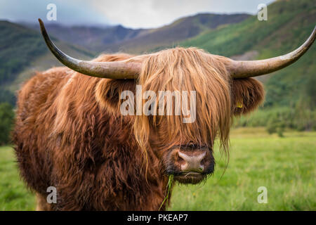 Schottische Hochlandrinder, Ben Nevis, Scottish Highlands, Schottland, UK Stockfoto
