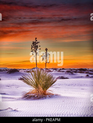 Eine Yucca Pflanze, die in den weißen Sand, White Sands National Monument; Alamogrodo, New Mexico, Vereinigte Staaten von Amerika Stockfoto