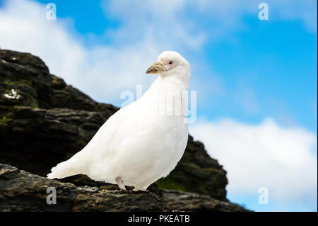 Pale-faced sheathbill (Chionis albus); Konjunkturprognosen Island, Falkland Inseln Stockfoto