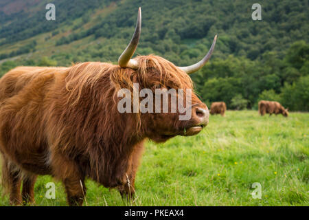 Schottische Hochlandrinder, Ben Nevis, Scottish Highlands, Schottland, UK Stockfoto