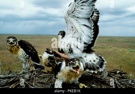 Eisenhaltige Hawk (Buteo regalis) Küken in Nest auf künstliche nesting Plattform im Morley Nelson Snake River Greifvögel National Conservation Ar Stockfoto