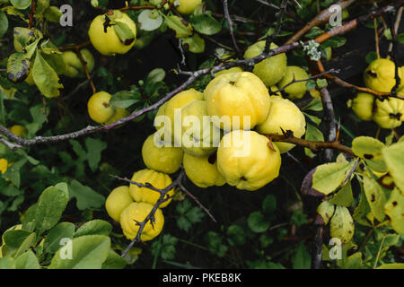 Bündel von gelben Quitte Früchte wachsen auf dem Bush am Landschaft Stockfoto