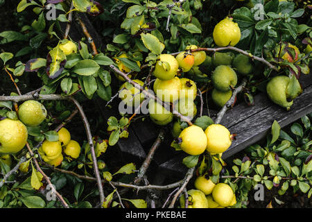 Bündel von gelben Quitte Früchte wachsen auf dem Bush am Landschaft Stockfoto