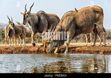 Elenantilope (taurotragus Oryx) Trinkwasser; Mashatu, Botswana Stockfoto