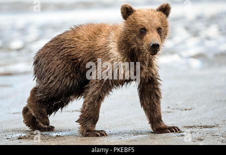 Kodiak Bear (Ursus arctos middendorffi) zu Fuß auf einem nassen Strand, Katmai National Park, Alaska, Vereinigte Staaten von Amerika Stockfoto