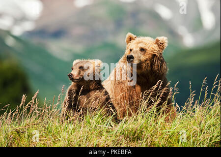 Zwei Kodiakbären (Ursus arctos middendorffi) im Gras sitzen auf einem Berghang, Katmai National Park, Alaska, Vereinigte Staaten von Amerika Stockfoto