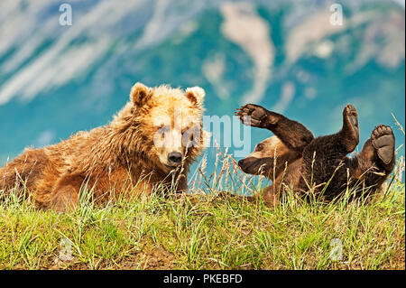 Kodiak Bear (Ursus arctos middendorffi) Säen und verspielten Cub in Gras an einem Berghang, Katmai National Park, Alaska, Vereinigte Staaten von Amerika Stockfoto