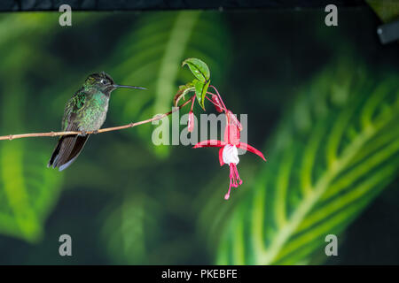 Fiery-throated hummingbird (Panterpe insignis) in Costa Rica Stockfoto