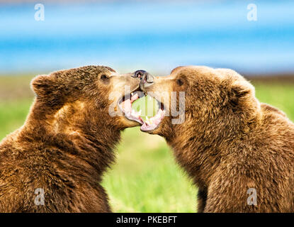 Zwei Kodiakbären (Ursus arctos middendorffi), anhänglich und verspielt, wie sie im Gras sitzen, Katmai National Park Stockfoto