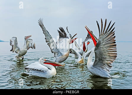 Dalmatiens Pelikanen (Pelecanus crispus) flattern ihre Flügel, dumm auf dem Wasser der See Kerkini ; Griechenland Stockfoto