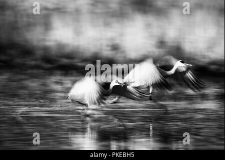 Kanadakraniche (Antigone canadensis) Fliegen über der Oberfläche der Wasser, Bosque Del Apache Wildlife Refuge, New Mexico, Vereinigte Staaten von Amerika Stockfoto