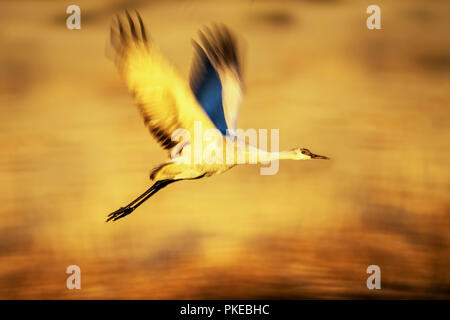 Sandhill Crane (Antigone canadensis) im Flug, Bosque Del Apache Wildlife Refuge, New Mexico, Vereinigte Staaten von Amerika Stockfoto