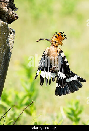 Eurasischen Wiedehopf (Upupa epops) in der Luft mit ein Insekt in seinen Mund, Kiskunsagi Nationalparks; Pusztaszer, Ungarn Stockfoto