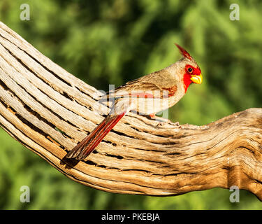 Weibliche nördliche Kardinal (Cardinalis cardinalis), Elephant Head, Arizona, Vereinigte Staaten von Amerika Stockfoto