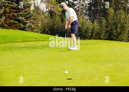 Eine reife männliche Golfspieler geschickt Schläge ein Golf Ball in eine Bohrung auf einem Golfkurs; Edmonton, Alberta, Kanada Stockfoto