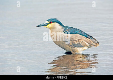 Schwarz - gekrönte Nachtreiher (Nycticorax nycticorax); Aas Island, Falkland Inseln Stockfoto